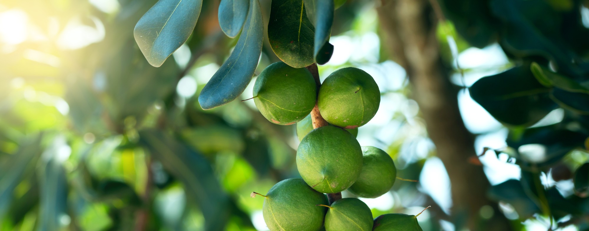 Macadamia